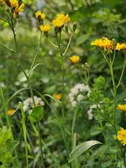 Crepis mollis
