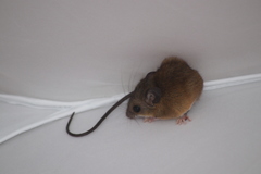 Reithrodontomys gracilis