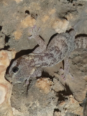 Euleptes europaea