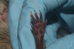 Handleyomys rostratus