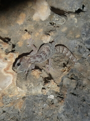 Euleptes europaea