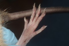 Handleyomys rostratus