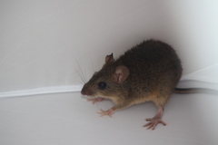 Handleyomys rostratus