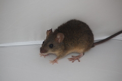 Handleyomys rostratus