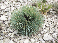 Anabasis cretacea