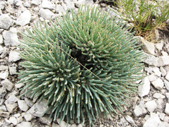 Anabasis cretacea