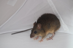 Handleyomys rostratus