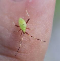 Creontiades rubrinervis