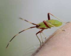 Creontiades rubrinervis