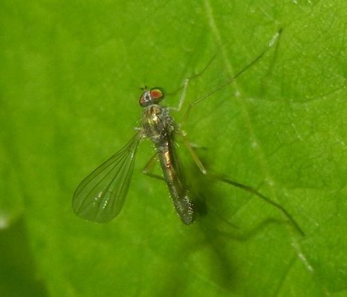 Sciapus platypterus, photo 6 of 10