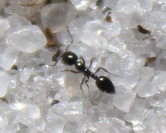 Monomorium viridum