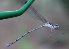 Lestes vidua