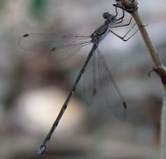 Lestes vidua