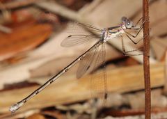 Lestes vidua