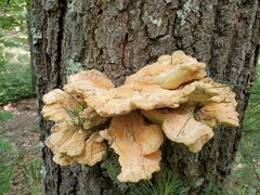Laetiporus huroniensis