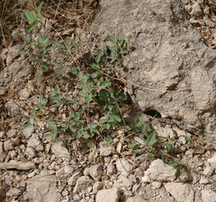 Desmodium grahamii