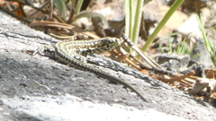 Podarcis guadarramae