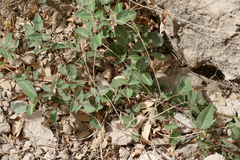 Desmodium grahamii