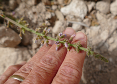 Desmodium grahamii