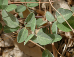 Desmodium grahamii