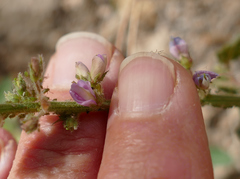 Desmodium grahamii