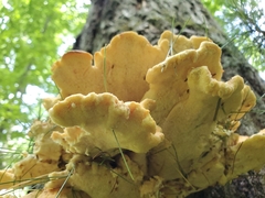 Laetiporus huroniensis