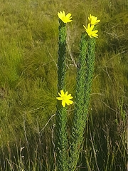 Euryops pinnatipartitus