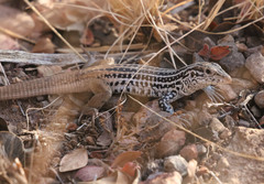 Aspidoscelis scalaris septemvittatus