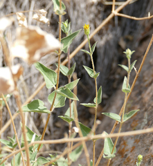 Aldama cordifolia