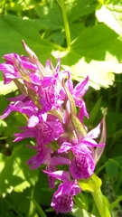 Dactylorhiza lapponica
