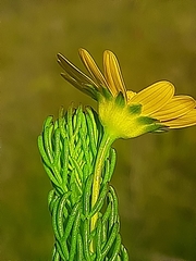 Euryops pinnatipartitus
