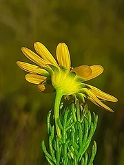 Euryops pinnatipartitus
