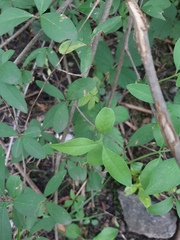 Ligustrum vulgare