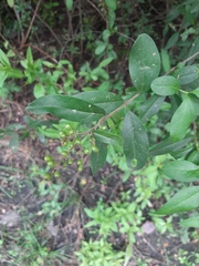 Ligustrum vulgare