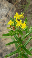 Hypericum sphaerocarpum