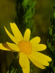 Euryops pinnatipartitus