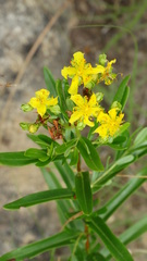 Hypericum sphaerocarpum