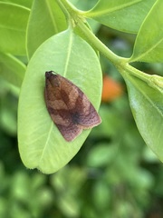 Cacoecimorpha pronubana