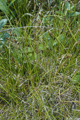 Carex alba