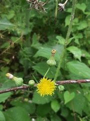 Sonchus asper