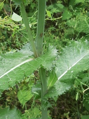 Sonchus asper