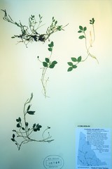 Cardamine microphylla
