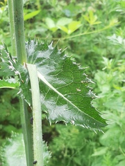 Sonchus asper