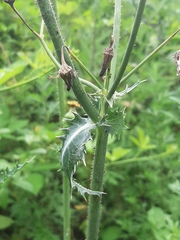 Sonchus asper