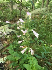 Penstemon canescens