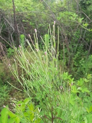 Epilobium tetragonum