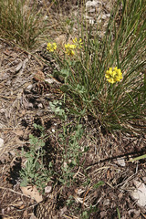 Coronilla coronata
