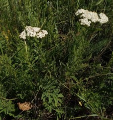 Achillea pannonica