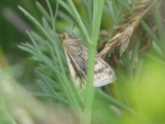 Sitochroa verticalis