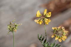 Coronilla coronata